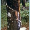 Ultimate-Dreams-Latex-Mattress-California-King-Size-Custom-Comfort-Ask-Chuck-0-3